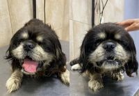 Pedido de Adopción para canino perdido con lesiones