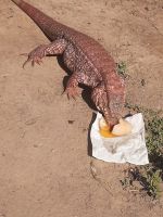 Colorado: La particular historia de la iguana mascota de una familia de Colonia Rasquín