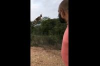 El increíble video del "ciervo volador" que se hizo viral