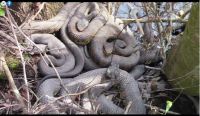 Encontraron un hombre muerto y más de 100 serpientes en una casa en zona rural