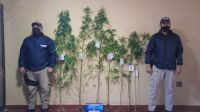 Secuestran 7 plantas de marihuana en Sumampa, algunas de más de 2 metros