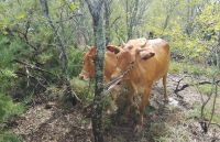 Sumampa: la Policía recuperó dos vacas sustraídas del campo de un vecino