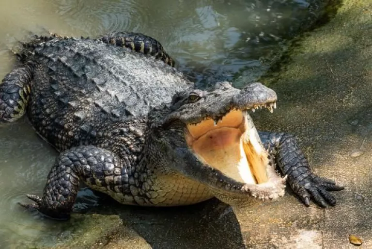 Impactante: un hombre se bañaba en un pantano y fue devorado por un  cocodrilo [VIDEO] | Nuevo Diario Web | Santiago del Estero