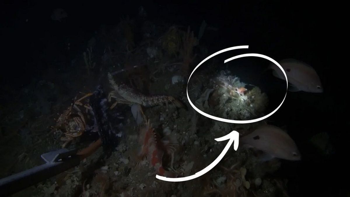Misterio en el mar: las extrañas imágenes del pez con manos