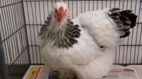 Degenerado recibió un año de prisión por violar a "Cococha", una gallina