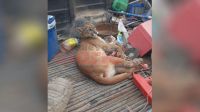 Indignación: tras rescate, muere una puma hembra que habría estado preñada