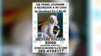 Buscan a "Lalo", un caniche adulto que se perdió en Bº Villa del Carmen: ofrecen recompensa