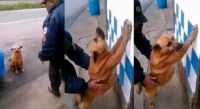 Insólito: detuvieron a un perro por causar disturbios
