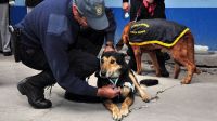 Se tomaron un remís para trasladar 12 kilos de cocaína y un perro de Gendarmería detectó la droga